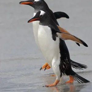 Gentoo Penguin (Pygoscelis papua) Adults walking on the edge of the tide - Falkland Islands Gentoo Penguin (Pygoscelis papua) Adults walking on the edge of the tide - Falkland Islands