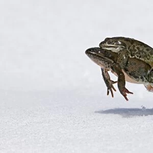 Georgian Marsh Frog (Rana camerani) adult pair, in amplexus, leaping on snow to reach pond, Great Caucasus, Caucasus Mountains, Georgia, april