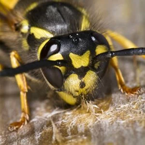 German Wasp (Vespula germanica) adult, close-up of head, chewing wood from boardwalk to make paper for nest
