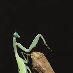 Giant Asian Mantis (Hierodula membranacea) adult, praying on branch (captive)