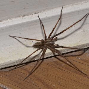 Giant House Spider (Tegenaria gigantea) adult female, on skirting board, Chipping, Lancashire, England, September