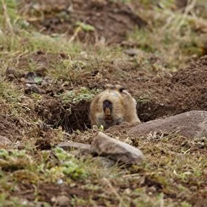 Giant Mole-rat (Tachyoryctes macrocephalus) adult, looking out from burrow entrance, Bale Mountains, Oromia, Ethiopia