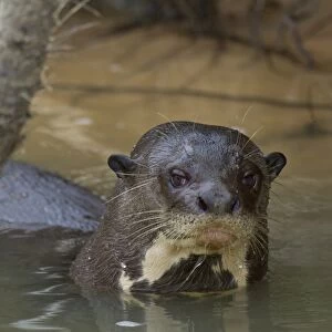 Giant Otter (Pteronura brasiliensis) adult, in river, Paraguay River, Pantanal, Mato Grosso, Brazil