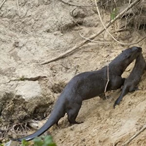Giant Otter (Pteronura brasiliensis) adult, carrying young to den in riverbank, Paraguay River, Pantanal, Mato Grosso