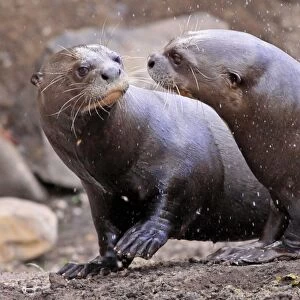 Giant Otter (Pteronura brasiliensis) adult pair, playing (captive)