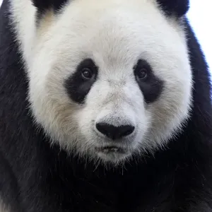 Giant Panda (Ailuropoda melanoleuca) adult, close-up of head, Adelaide Zoo Giant Panda (Ailuropoda melanoleuca) adult, close-up of head, Adelaide Zoo