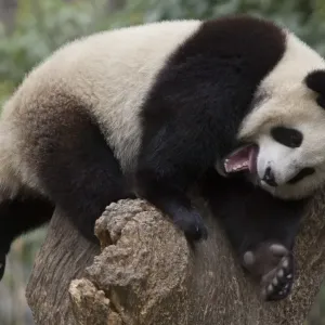 Giant Panda Cub Print Giant Panda Cub Print