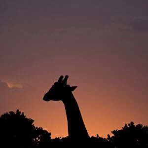 Giraffe (Giraffa camelopardalis) adult, head and neck silhouetted at sunset, Masai Mara National Reserve, Kenya
