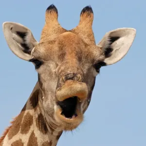 Giraffe (Giraffa camelopardalis) adult female, close-up of head, mouth open, Etosha N. P. Namibia Giraffe (Giraffa camelopardalis) adult female, close-up of head, mouth open, Etosha N. P. Namibia