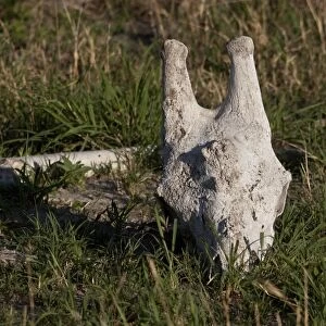 giraffe skull