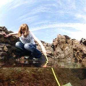 Girl rockpooling in coastal rockpools, with net underwater, Harlyn Bay, Cornwall, England, april