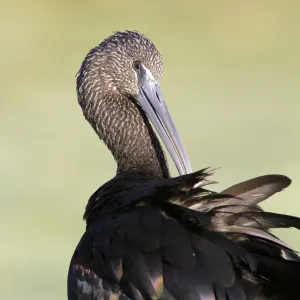 Glossy Ibis (Plegadis falcinellus) adult, winter plumage, preening, Florida, U. S. A Glossy Ibis (Plegadis falcinellus) adult, winter plumage, preening, Florida, U. S. A