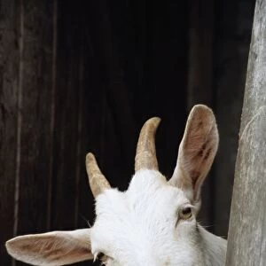 Goat looking round stable door