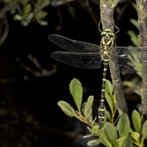 Gold-ringed Dragonfly (Cordulegaster boltonii) adult male, resting on twig beside stream, New Forest, Hampshire