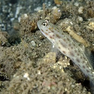 Gold-speckled Shrimpgoby (Ctenogobiops pomastictus) adult, at burrow entrance in sand, Tanjung Gedong, Flores Island