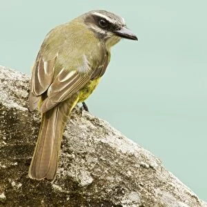 Golden-crowned Flycatcher (Myiodynastes chrysocephalus) adult, perched on rock in montane rainforest, San Isidro