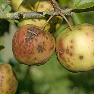 Golden delicious apples severely affected by apple scab, Venturia inaequalis