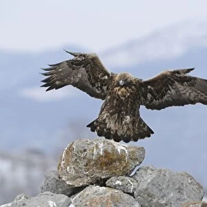 Golden Eagle (Aquila chrysaetos) adult, in flight, landing on rock, Carpathian Mountains, Bulgaria, winter
