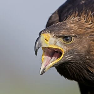 Golden Eagle (Aquila chrysaetos) juvenile, close up of head, calling (captive)