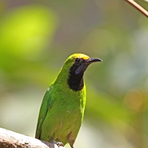 Golden-fronted Leafbird (Chloropsis aurifrons pridii) adult male, perched on branch, Kaeng Krachan N. P. Thailand, february