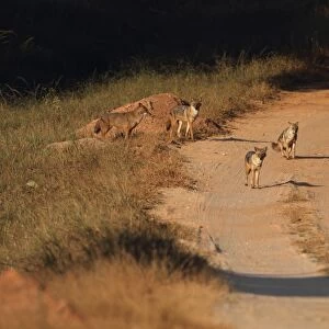Golden Jackal (Canis aureus) five adults, on dirt track, Kanha N. P. Madhya Pradesh, India, november