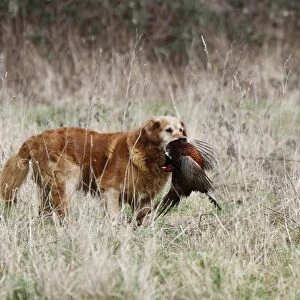 Golden Labrador carrying a cock pheasant