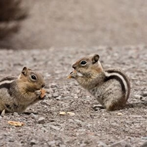 Golden-mantled Ground Squirrel (Callospermophilus lateralis) two adults, feeding on scraps, Crater Lake N. P