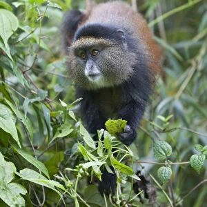 Golden Monkey (Cercopithecus kandti) adult, feeding on leaves, in bamboo forest, Volcanoes N. P. Virunga Mountains, Rwanda