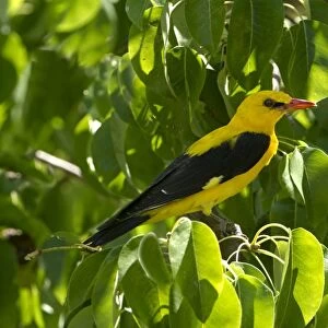 Golden Oriole (Oriolus oriolus) adult male, perched in pear tree, Andalucia, Spain, July