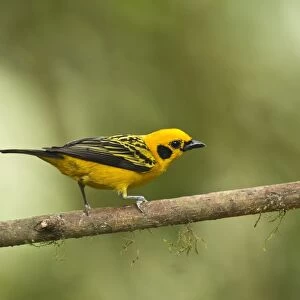 Golden Tanager (Tangara arthus) adult, perched on twig in montane rainforest, Andes, Ecuador, November