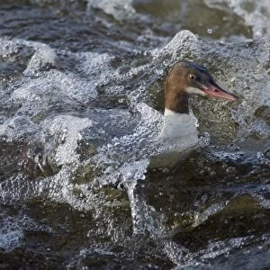 Goosander (Mergus merganser) adult female, swimming in fast-flowing river, River Nith, Dumfries and Galloway, Scotland