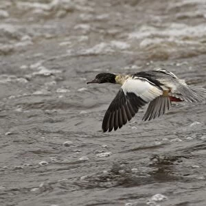 Goosander (Mergus merganser) adult male, in flight over water, River Nith, Dumfries and Galloway, Scotland, november