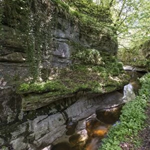 Gorge with stream, How Stean Gorge, Stean, Harrogate, Nidderdale, Yorkshire Dales, North Yorkshire, England, May