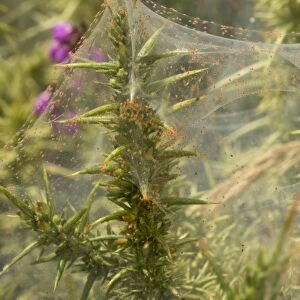 Gorse Spider Mite (Tetranychus lintearius) mass in protective silk web on gorse, Dartmoor, Devon, England, July