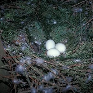 Goshawk (Accipiter gentilis) Three eggs in nest