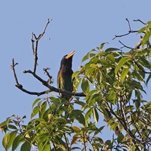Great Barbet (Megalaima virens) adult male, calling, perched at top of tree, Kaeng Krachan N. P. Thailand, february