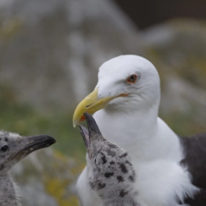 Great Black-backed Gull (Larus marinus) adult with chicks, begging for food, pecking at beak spot, Saltee Islands, Ireland, july