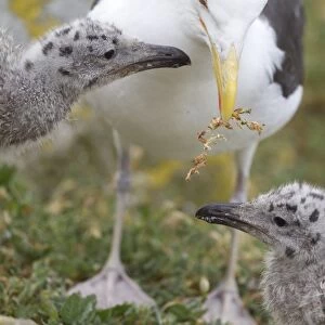 Great Black-backed Gull (Larus marinus) adult, with vegetation in beak, with chicks, begging for food, Saltee Islands, Ireland, july