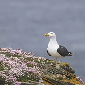 Great Black-backed Gull (Larus marinus) adult, summer plumage, standing on thrift covered cliff, Noss Nature Reserve, Shetland Islands, Scotland