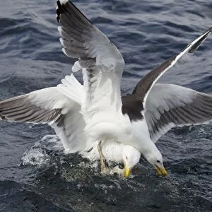 Great Black-backed Gull (Larus marinus) two adults, summer plumage, fighting over fish at sea, Shetland Islands