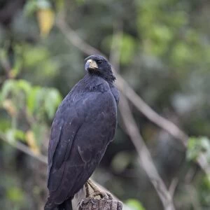 Great Black Hawk (Buteogallus urubitinga) adult, standing on fencepost, Pantanal, Mato Grosso, Brazil