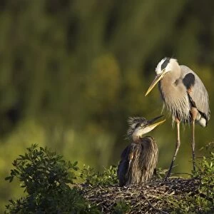 Great Blue Heron (Ardea herodias) adult with chick, at nest in tree, Venice Rookery, Florida, U. S. A