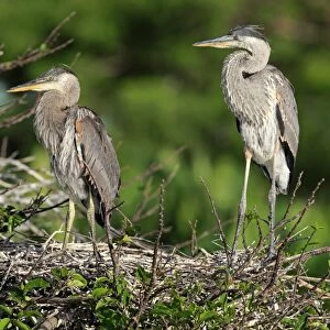 Great Blue Heron (Ardea herodias) two chicks, standing at nest, Venice Rookery, Venice, Florida, U. S. A. March