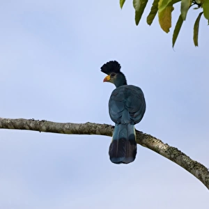 Great Blue Turaco (Corythaeola cristata) adult, perched on branch, Bigodi Wetland Sanctuary, Uganda