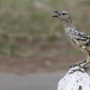 Great Bowerbird (Chlamydera nuchalis) adult, singing, perched on rock, Northern Territory, Australia