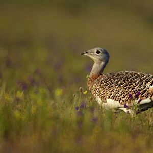 Bustards Related Images