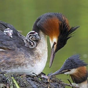 Great Crested Grebe (Podiceps cristatus) adult pair with chicks, parent offering fish to chick on back of other parent