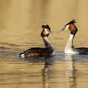Great Crested Grebe (Podiceps cristatus) adult pair, breeding plumage, displaying on lake, Shropshire, England, March