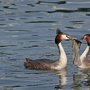 Great Crested Grebe (Podiceps cristatus) adult pair, breeding plumage, collecting nesting material using discarded