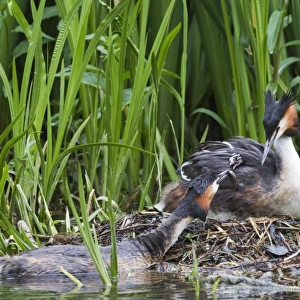 Great Crested Grebe (Podiceps cristatus) adult pair with chick, parent offering fish to chick on back of other parent at nest, River Thames, England, may